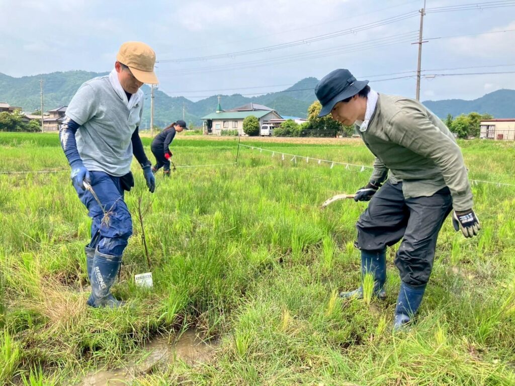 田んぼで作業を進める参加者（firva農業プロジェクト）