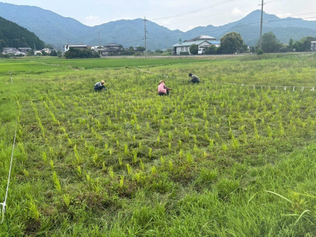 仲間と協力して田んぼの草取りをする様子（firva農業プロジェクト）