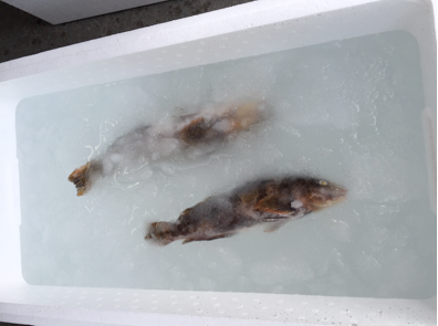 海水シャーベット氷で保存した魚